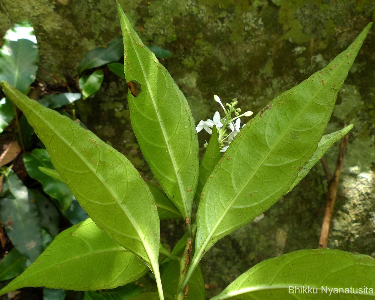 Pseuderanthemum latifolium (Vahl) B.Hansen